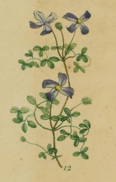 Illustration of a spring of clematis bearing blue flowers.